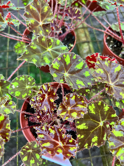 Begonia KitKat