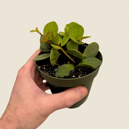 Peperomia Hope