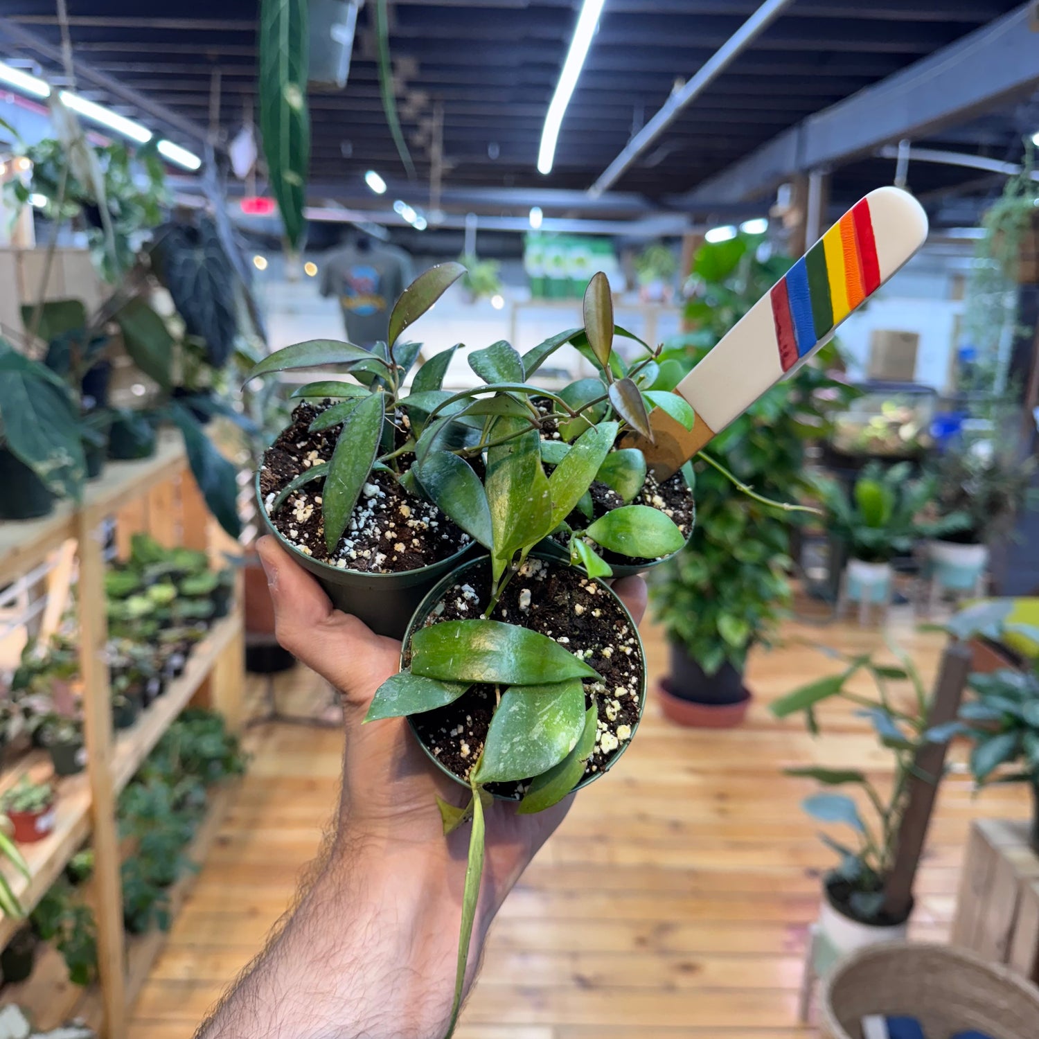 Hoya NOID Assorted