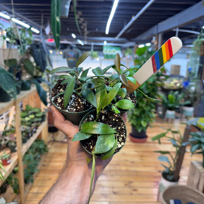 Hoya NOID Assorted