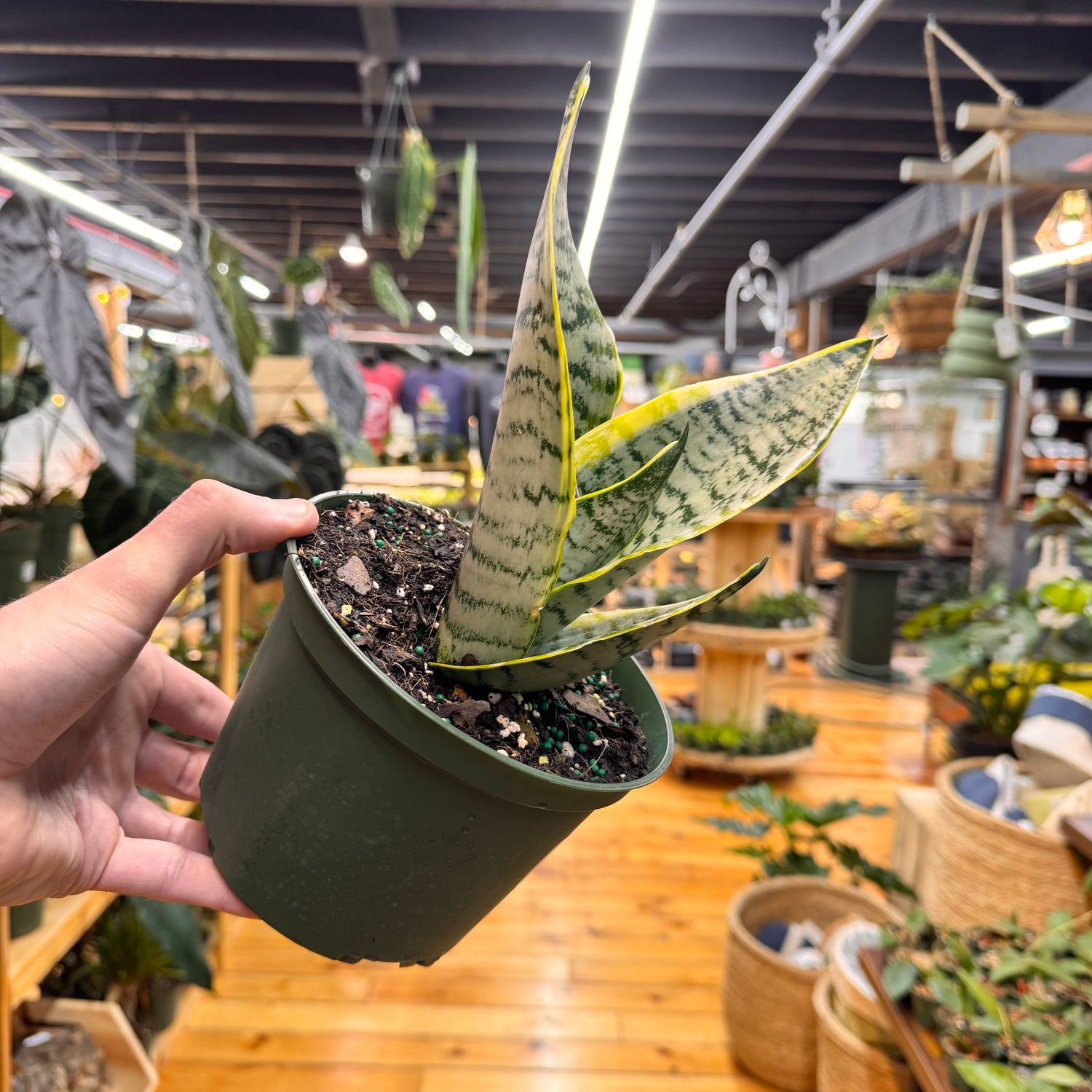 Sansevieria Futura Robusta