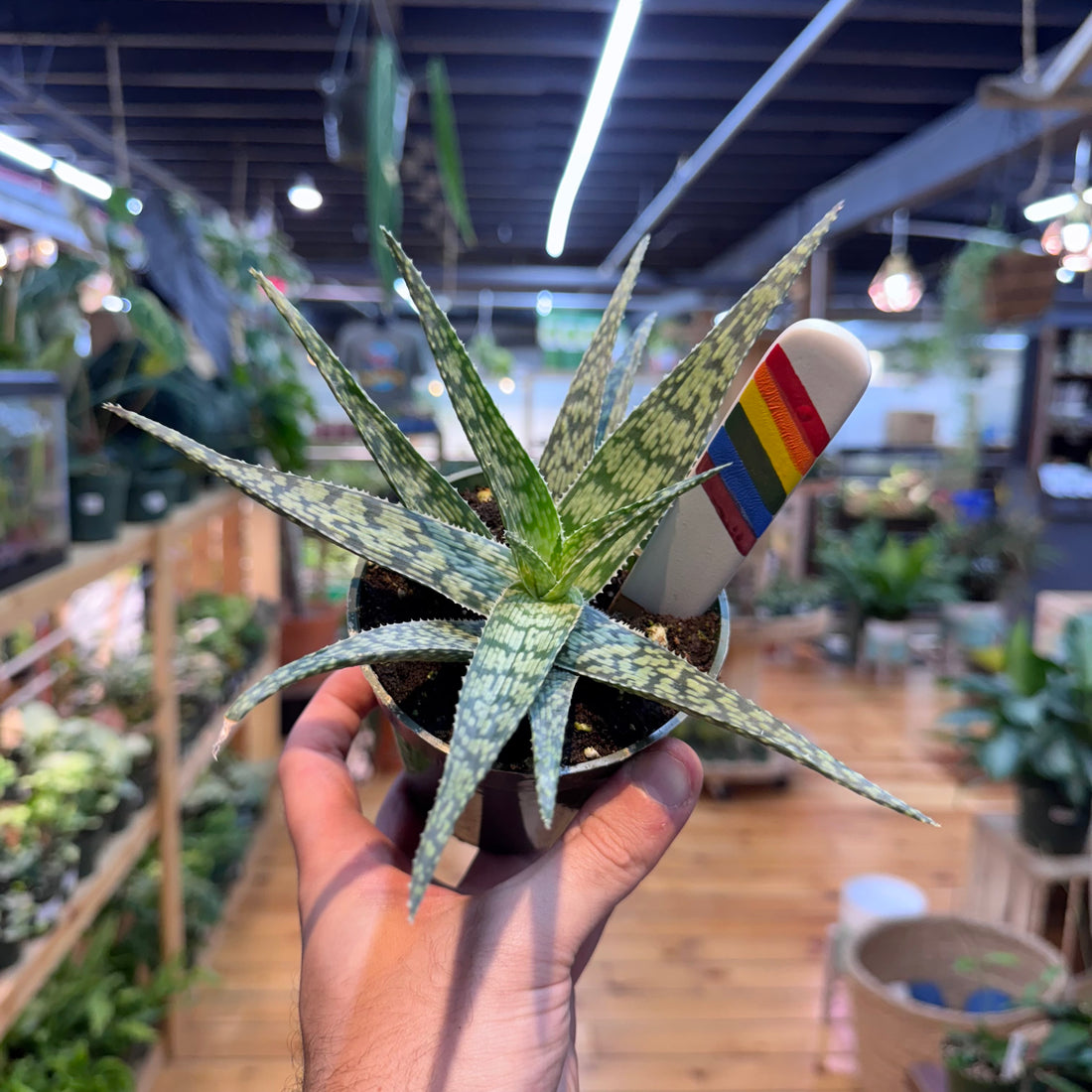 Aloe White Fox