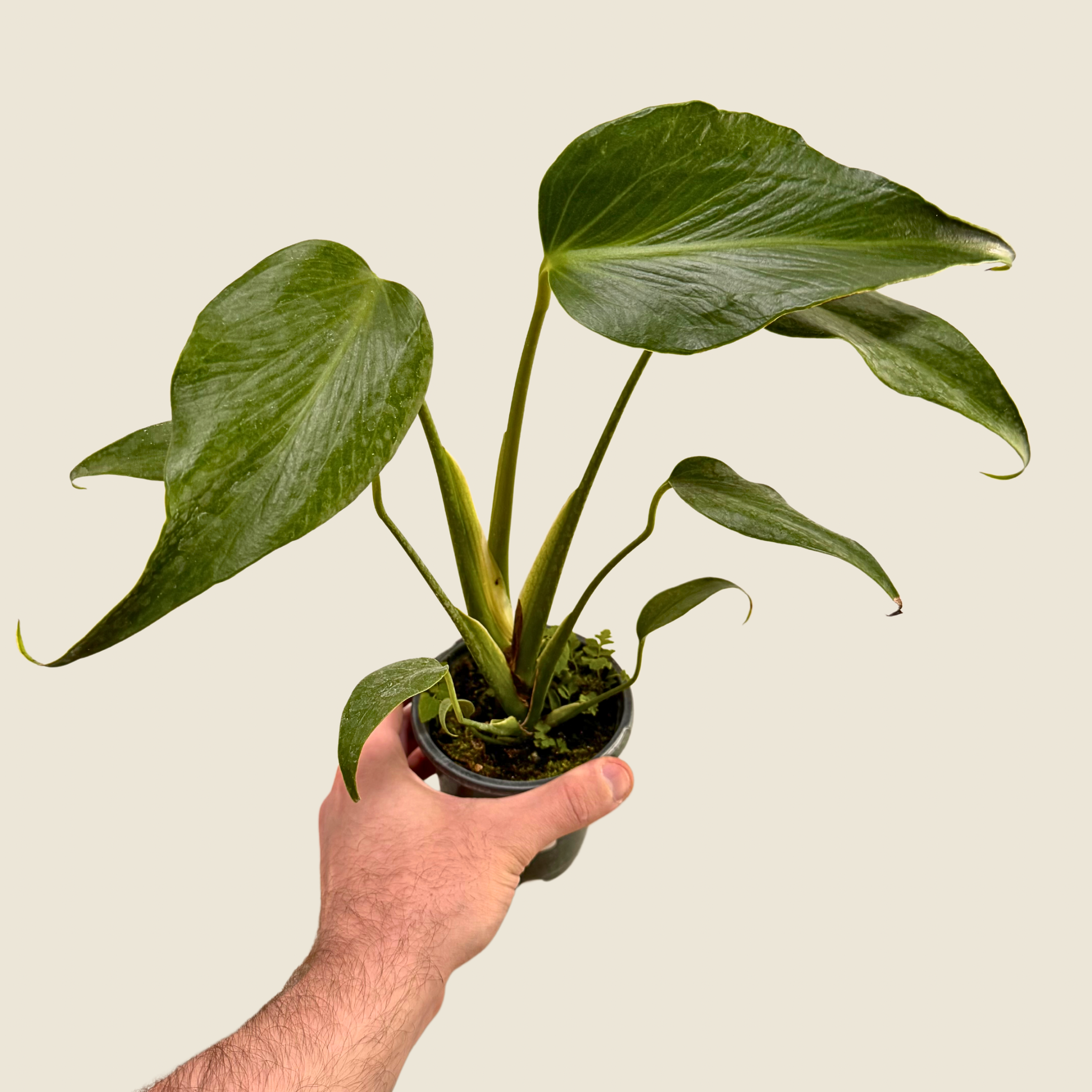 Monstera Burle Marx Flame