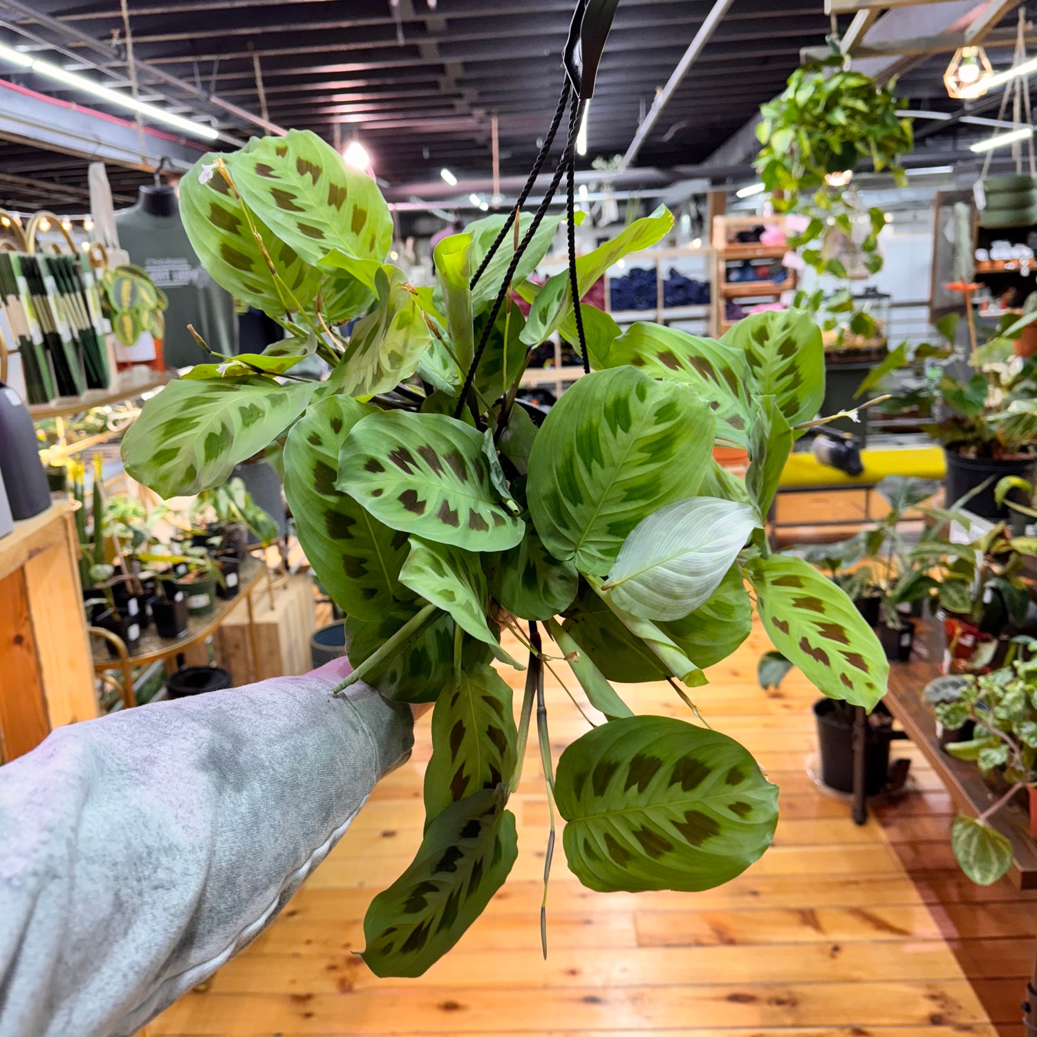 Maranta Leuconeura &