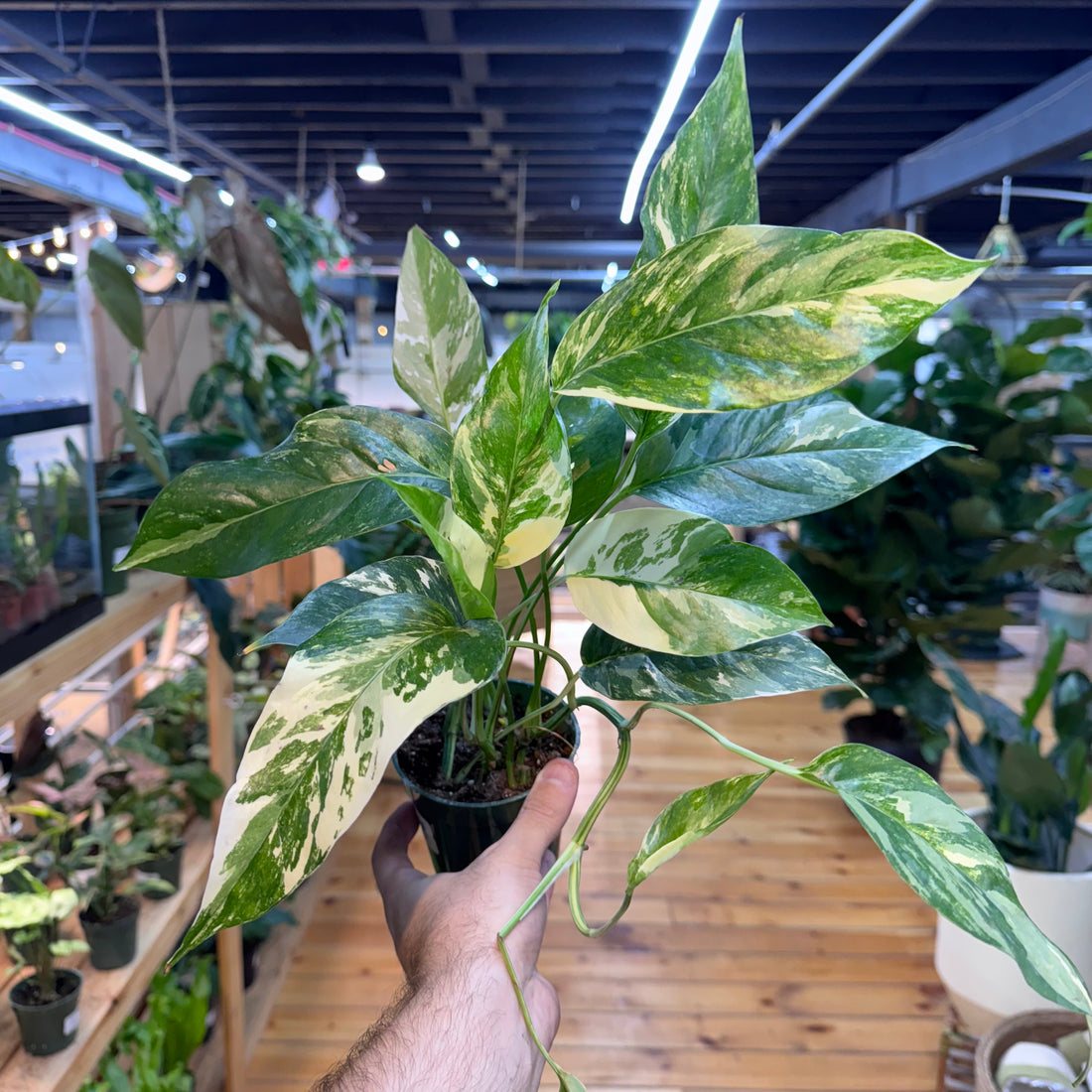 Epipremnum Pinnatum Albo