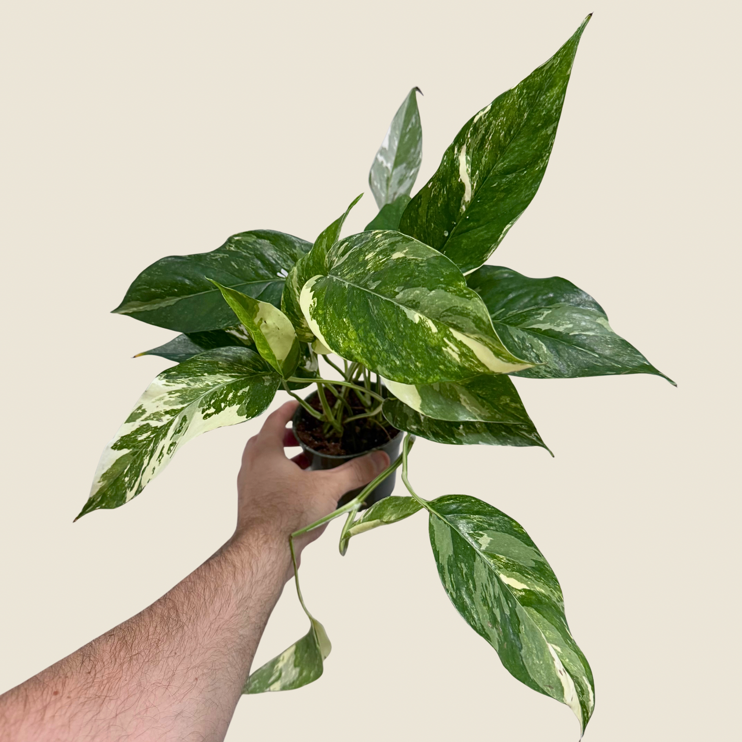 Epipremnum Pinnatum Albo