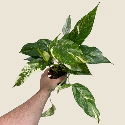Epipremnum Pinnatum Albo