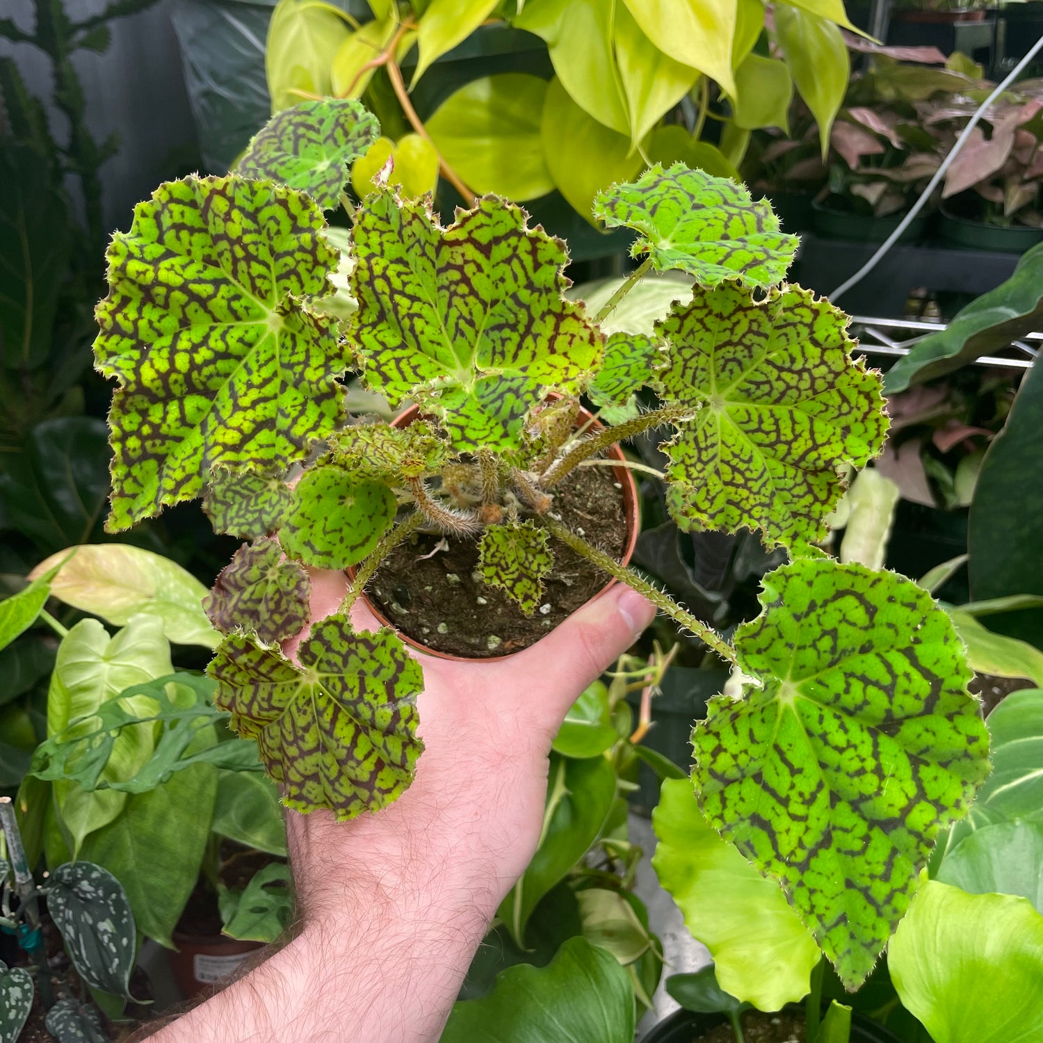 Begonia Deco Checks