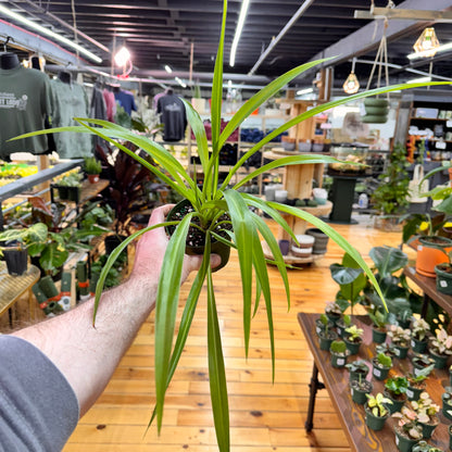 Spider Hawaiian