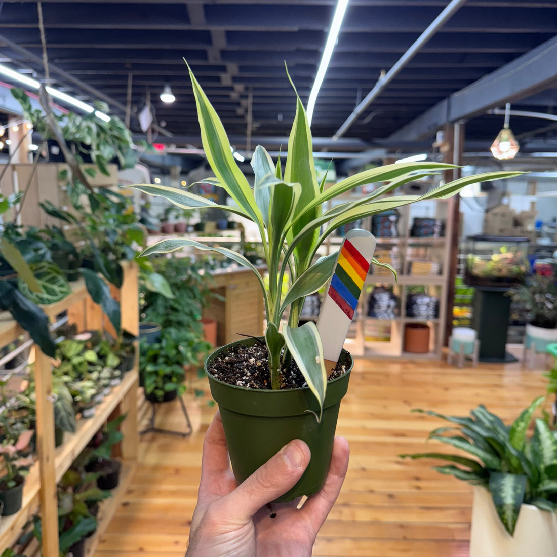 Dracaena Song of India