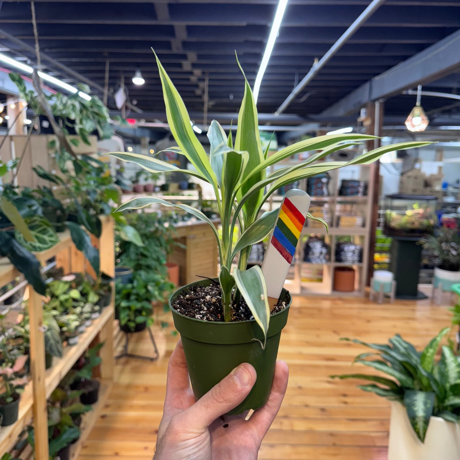 Dracaena Song of India