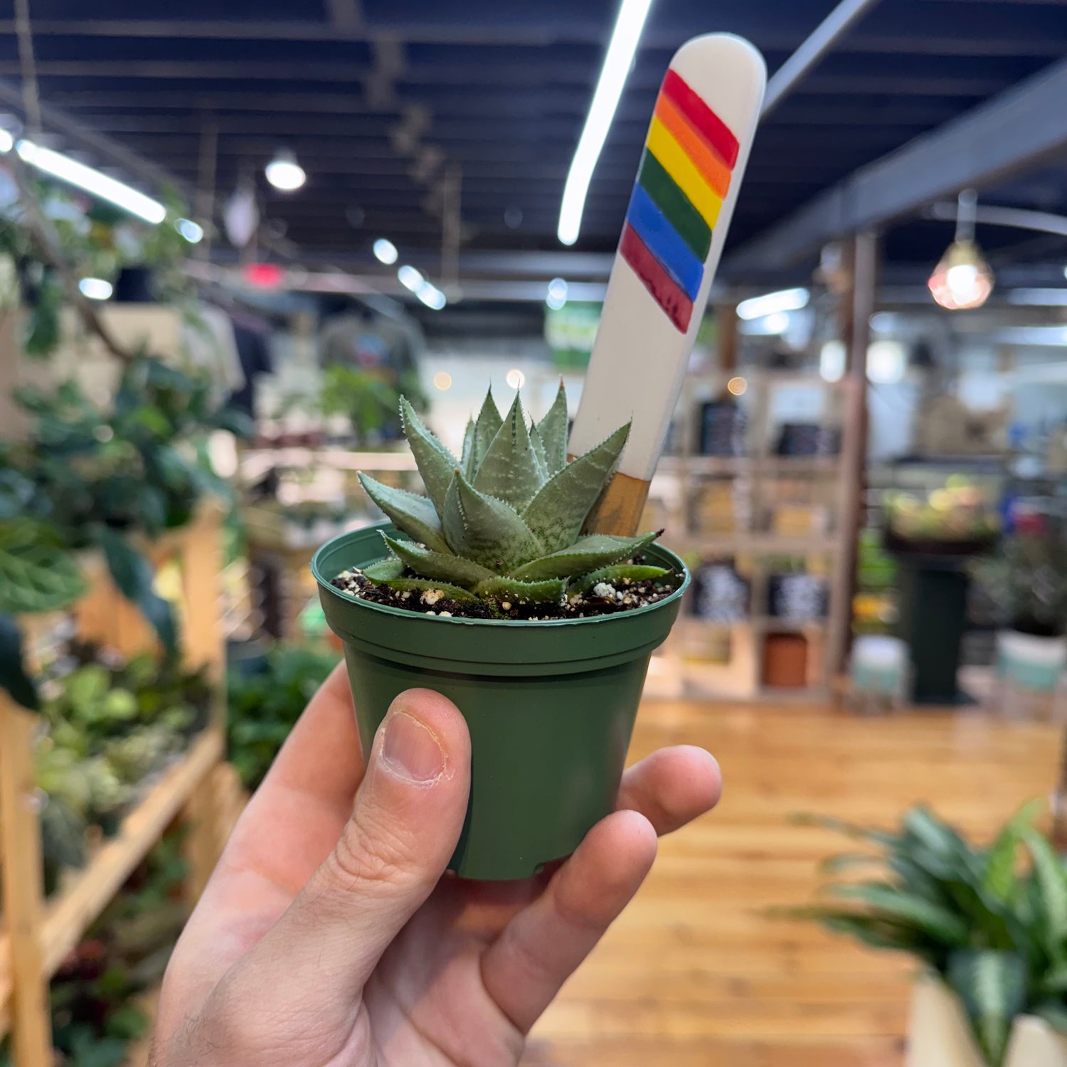 Gasteraloe &