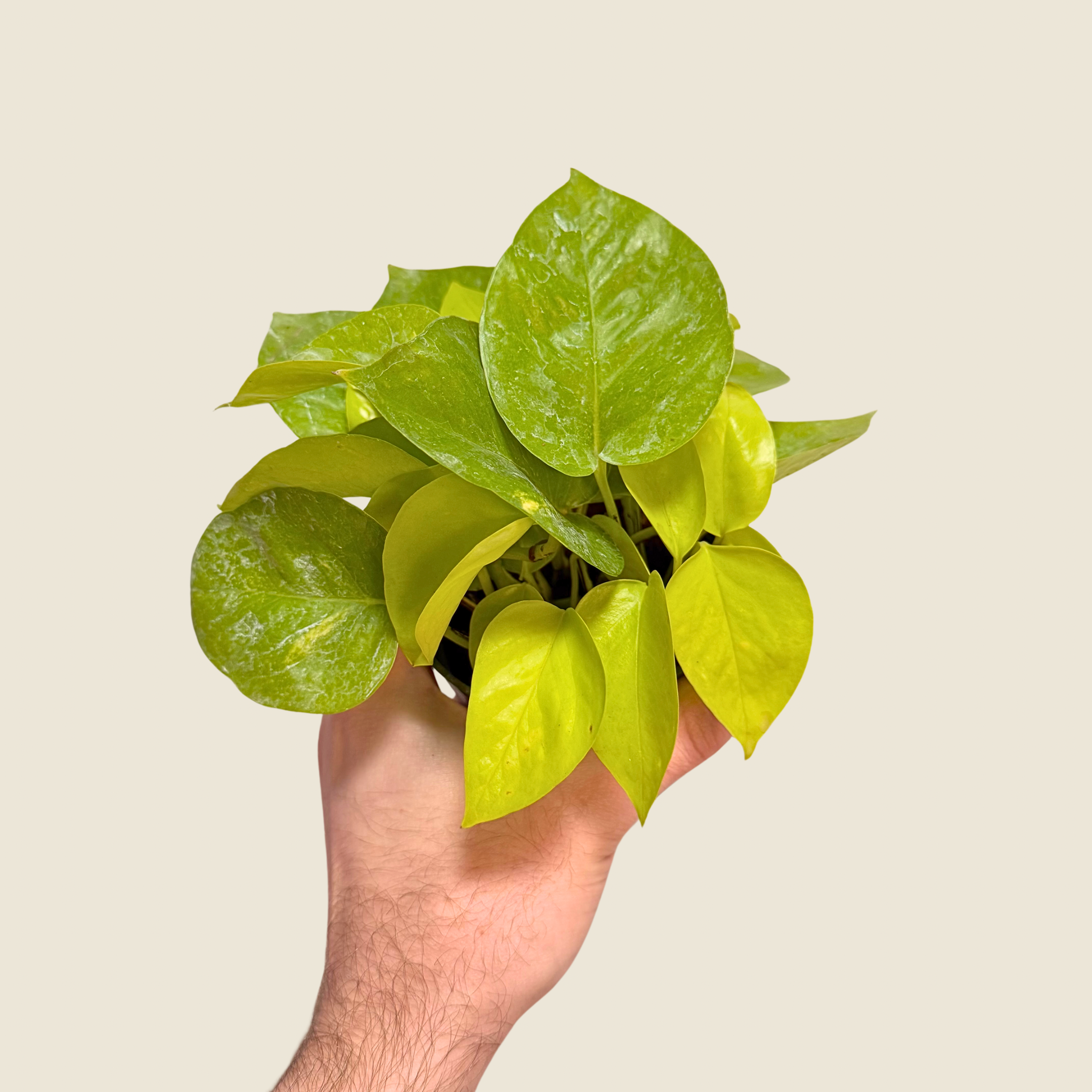 4&quot; Pothos Neon
