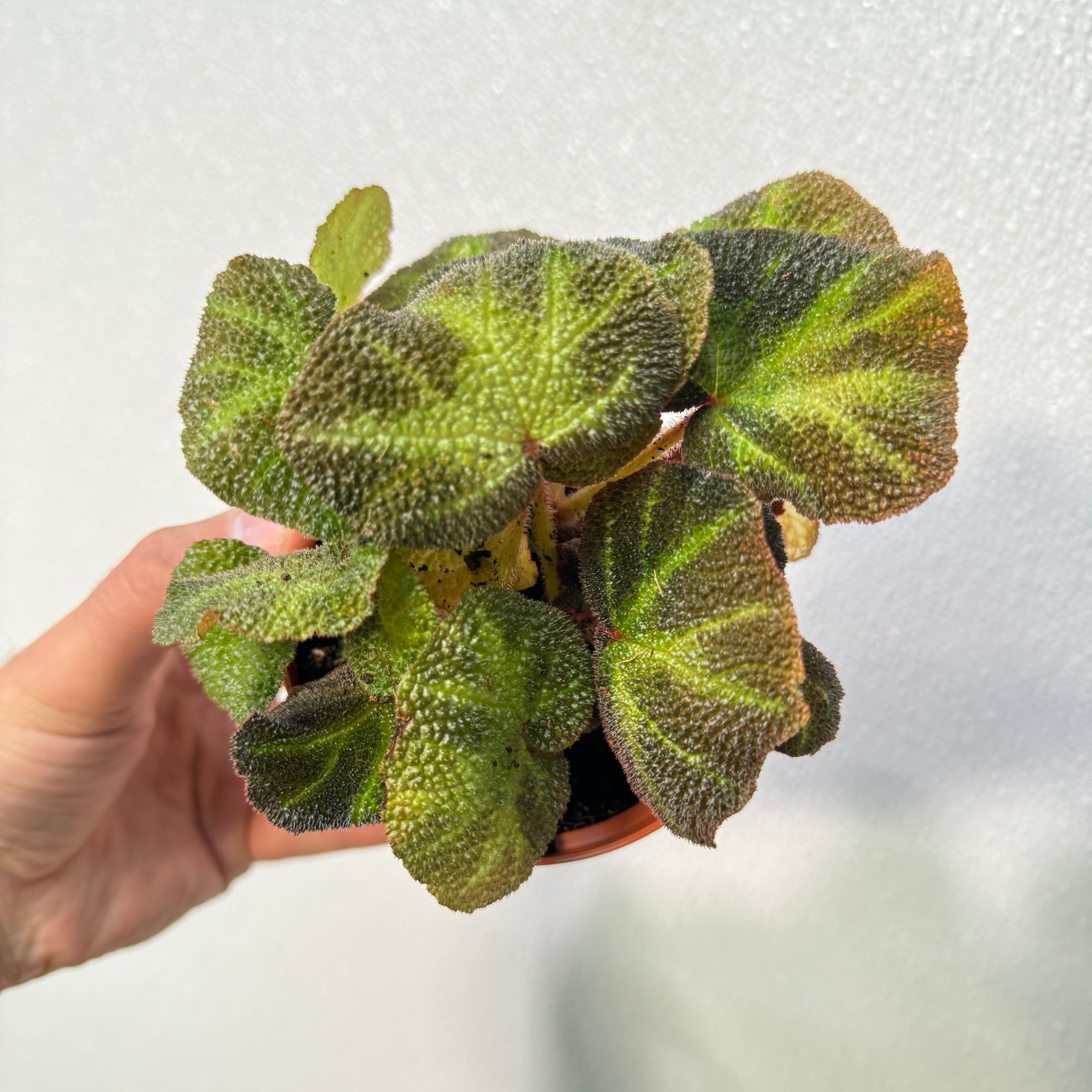 Begonia Soil Mutata