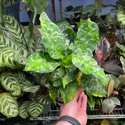 Aglaonema Pictum Tricolor