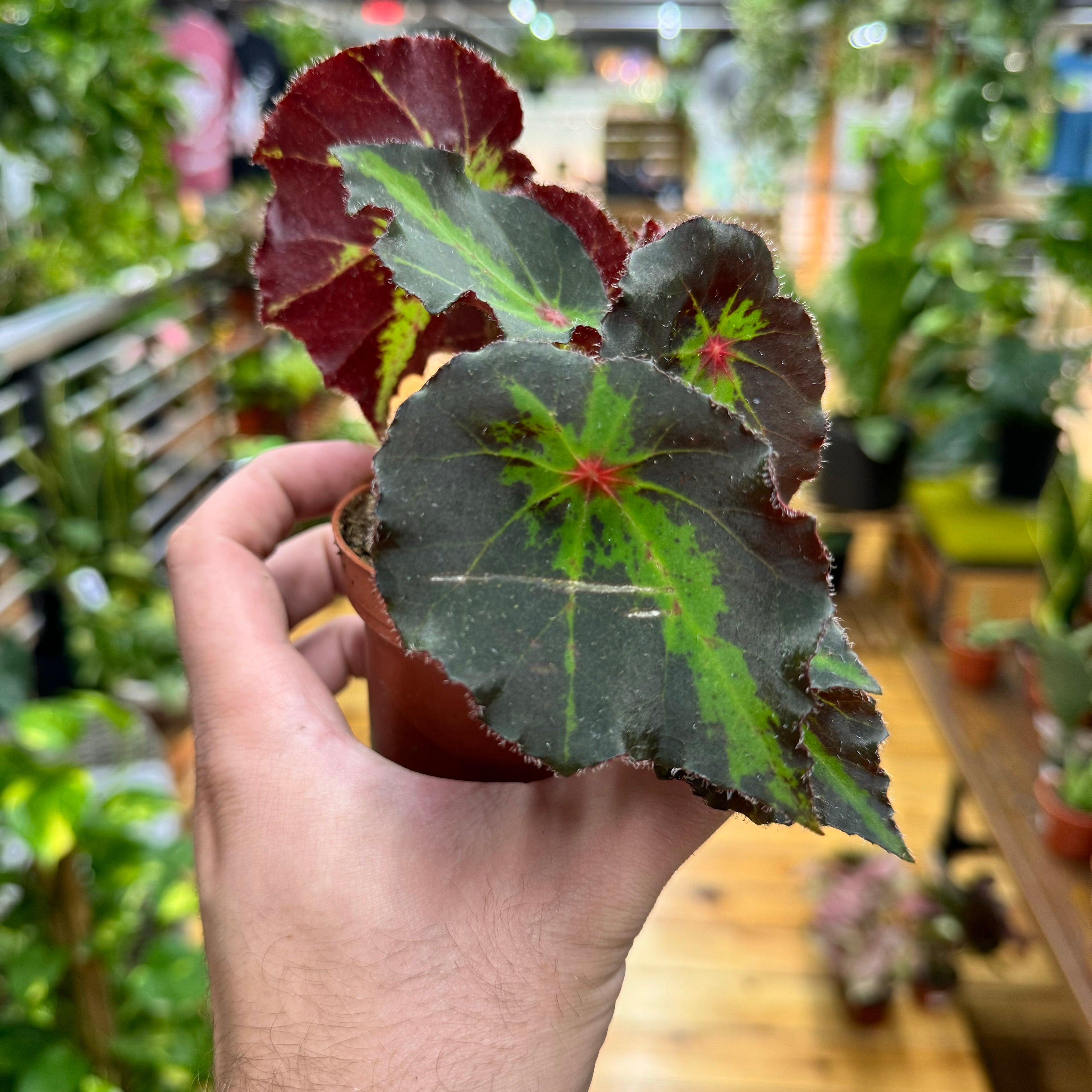 Begonia Boyfriend