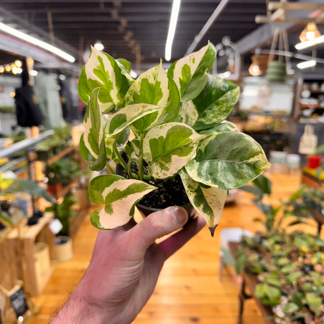 Pothos Pearls and Jade