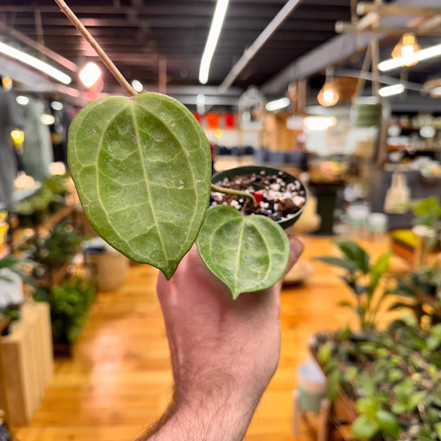 Hoya sp. Sarawak Borneo