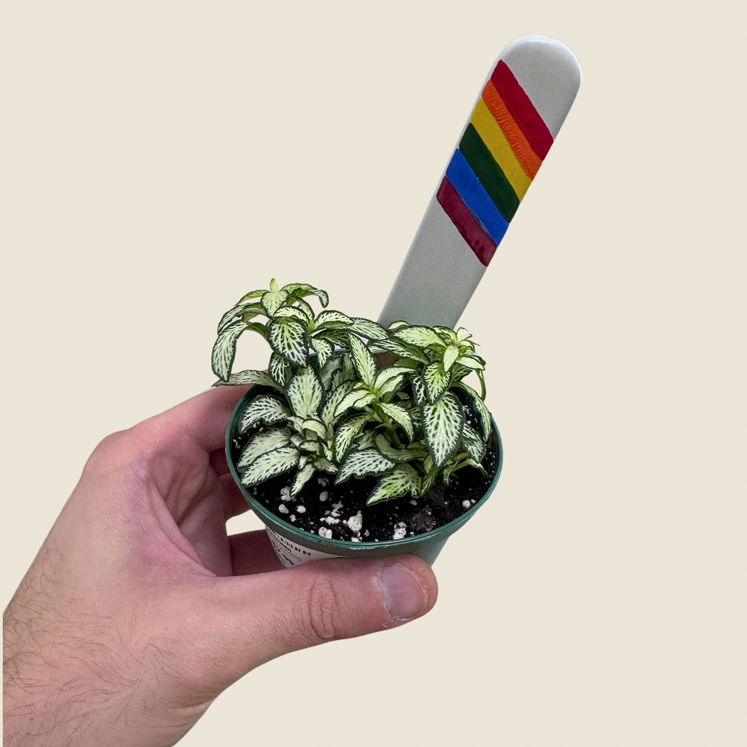 Fittonia &