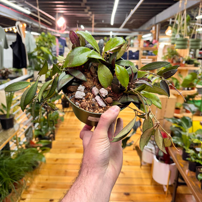 Hoya Arrangement