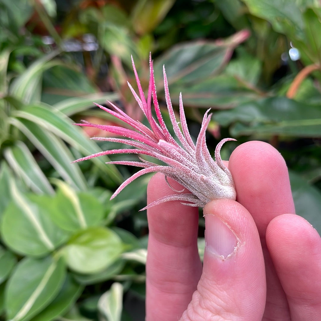 Ionantha Rubra Air Plant