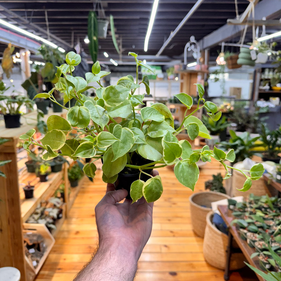 Peperomia Cupid