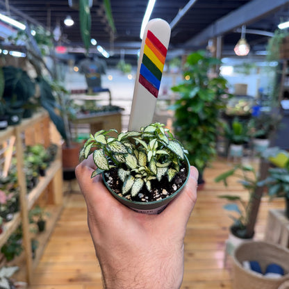 Fittonia &