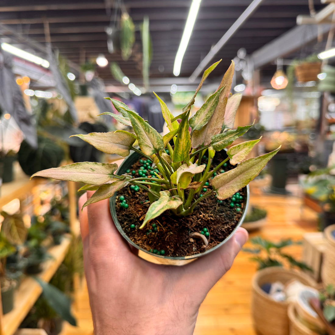 Syngonium Mickey
