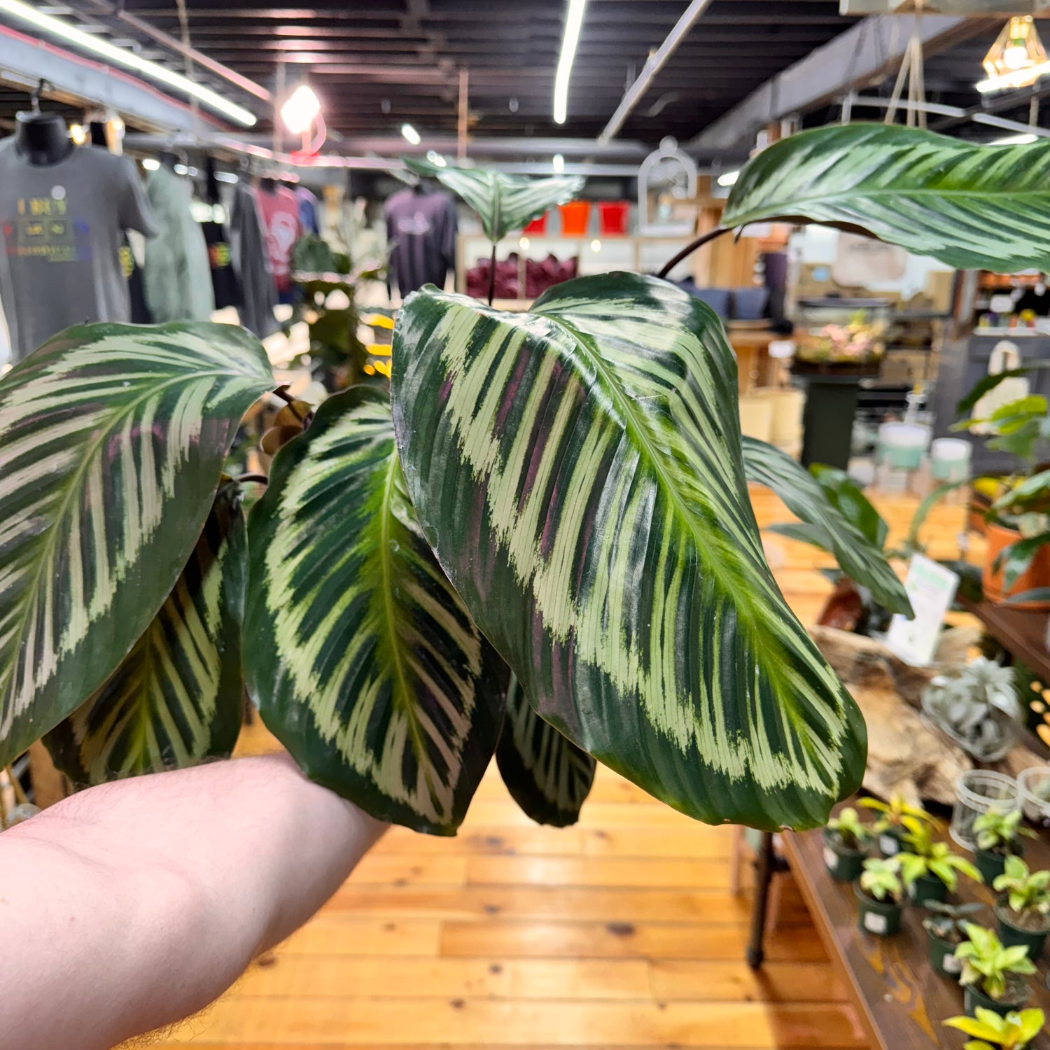 Calathea Red Peacock