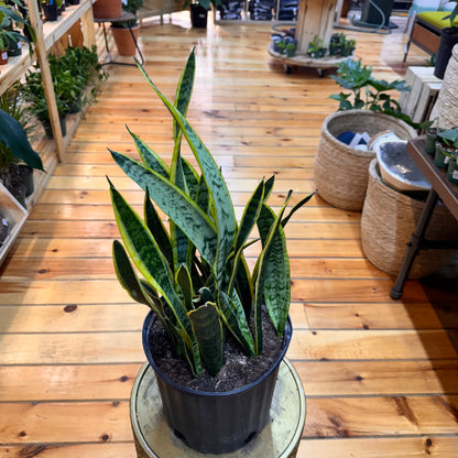 Sansevieria Laurentii