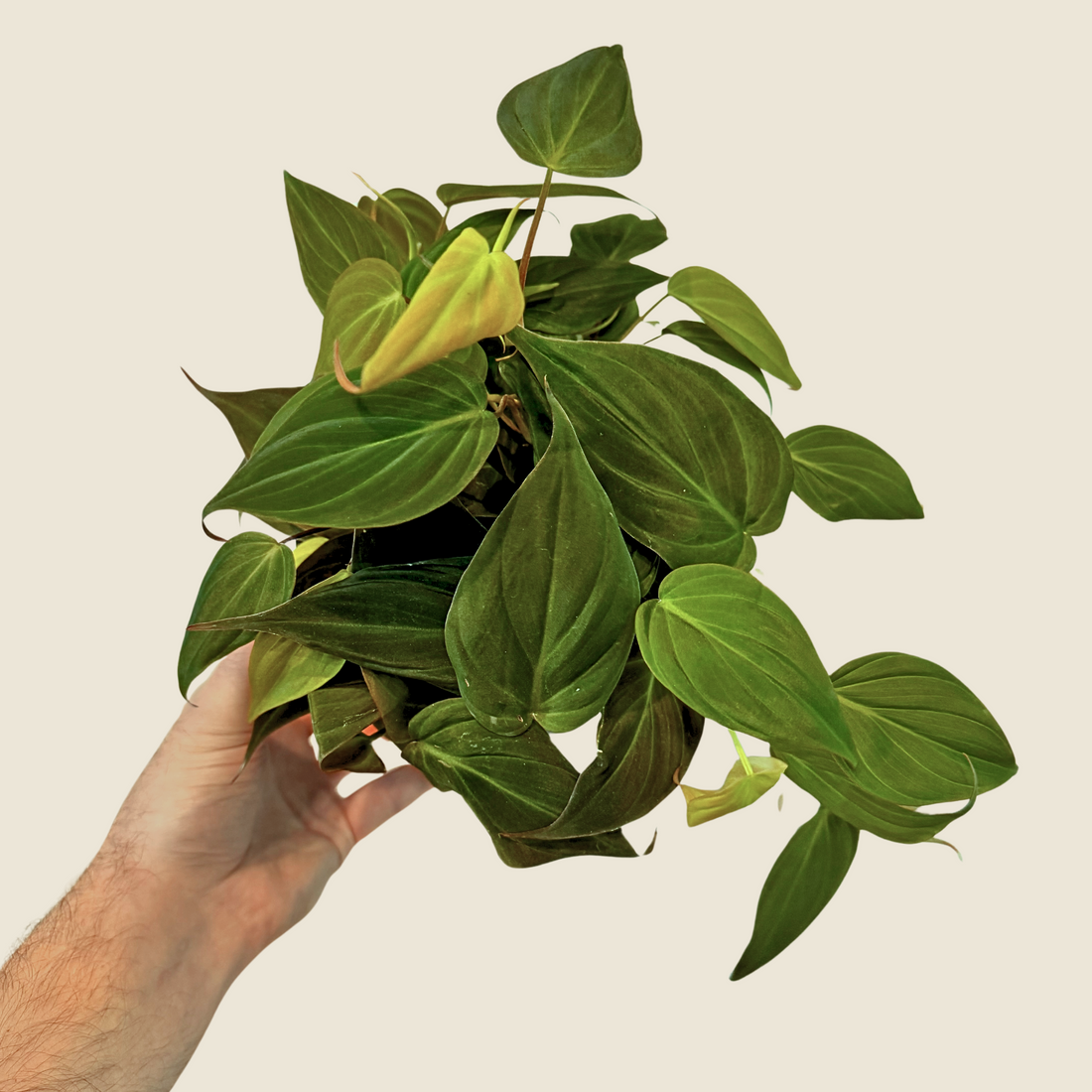 6&quot; Philodendron Micans