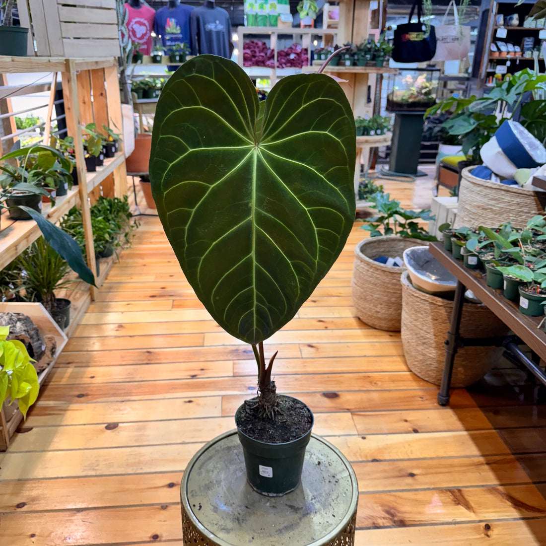 Anthurium Regale x Magnificum