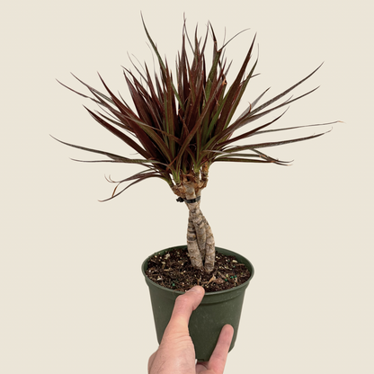 Dracaena Marginata &