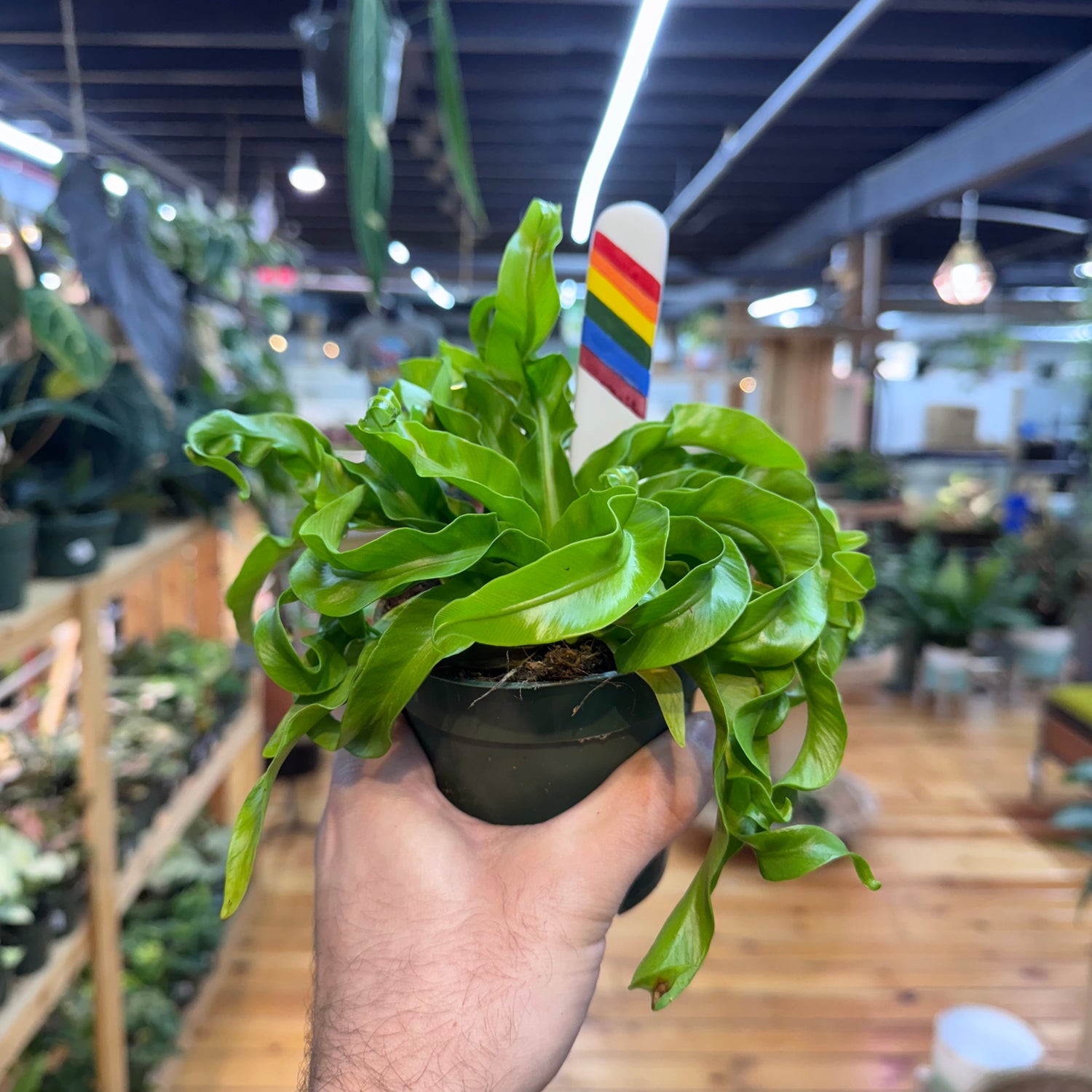 Fern Hurricane