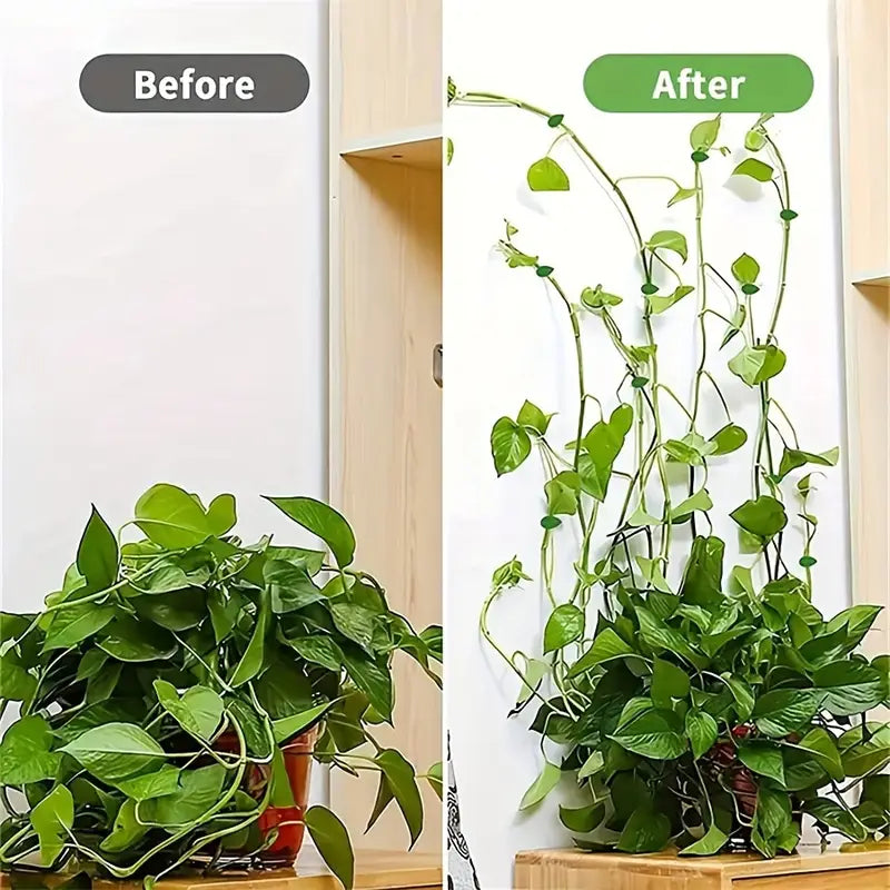 Trailing Vine Wall Clips