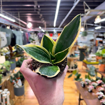 Sansevieria Lotus Hahnii
