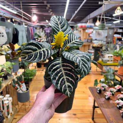 Aphelandra Zebra &