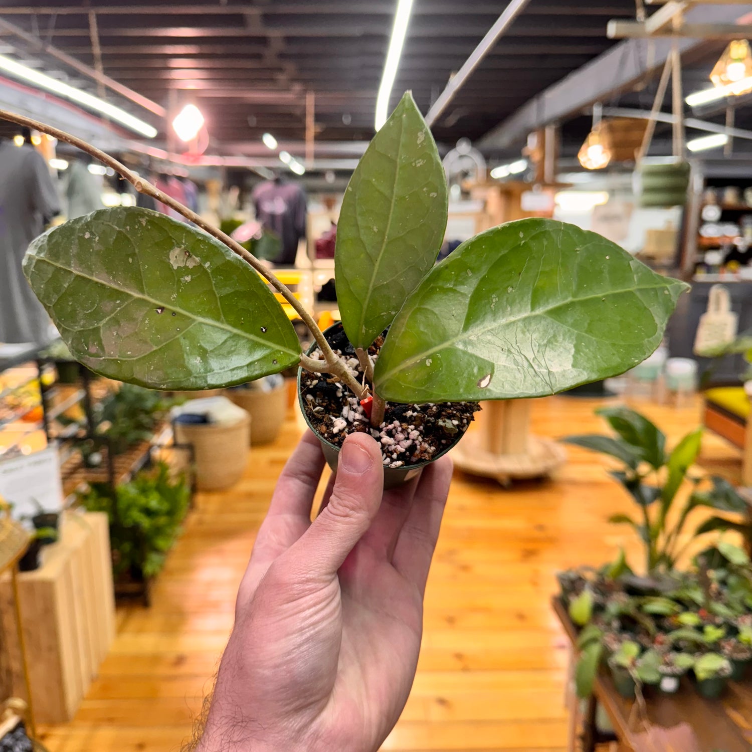 Hoya sp. Sumatra