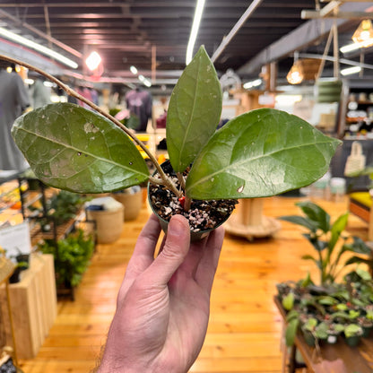Hoya sp. Sumatra