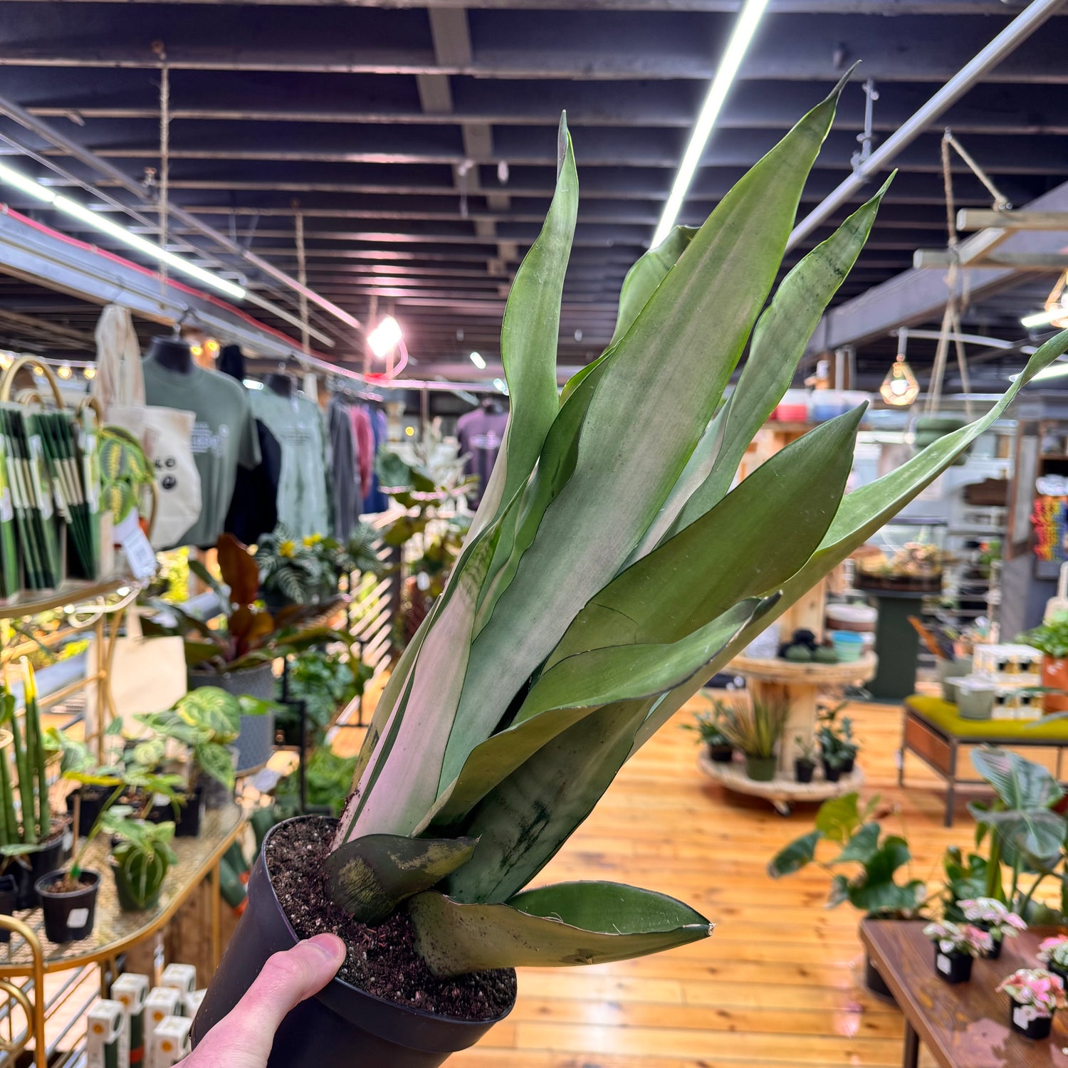 Sansevieria Moonshine