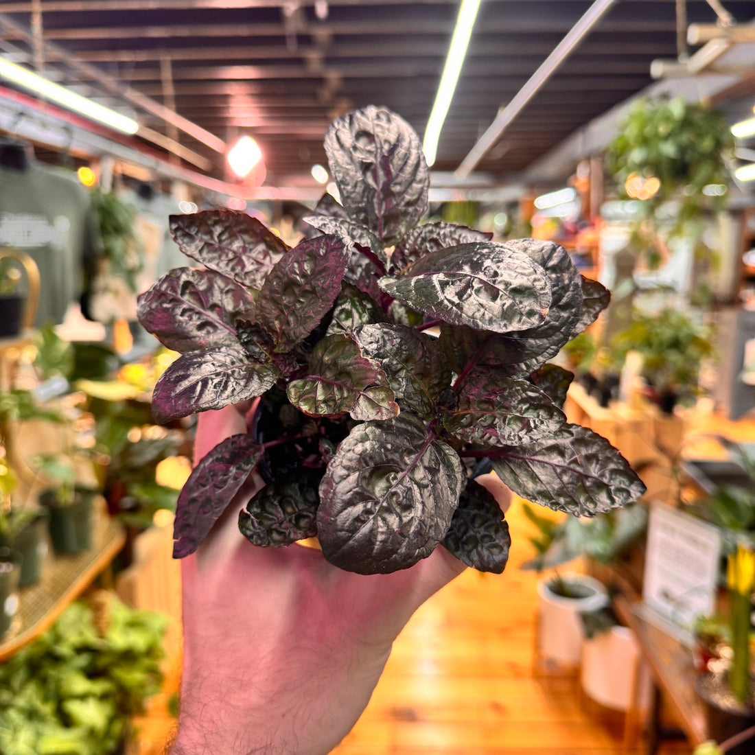 Strobilanthes Purple Waffle