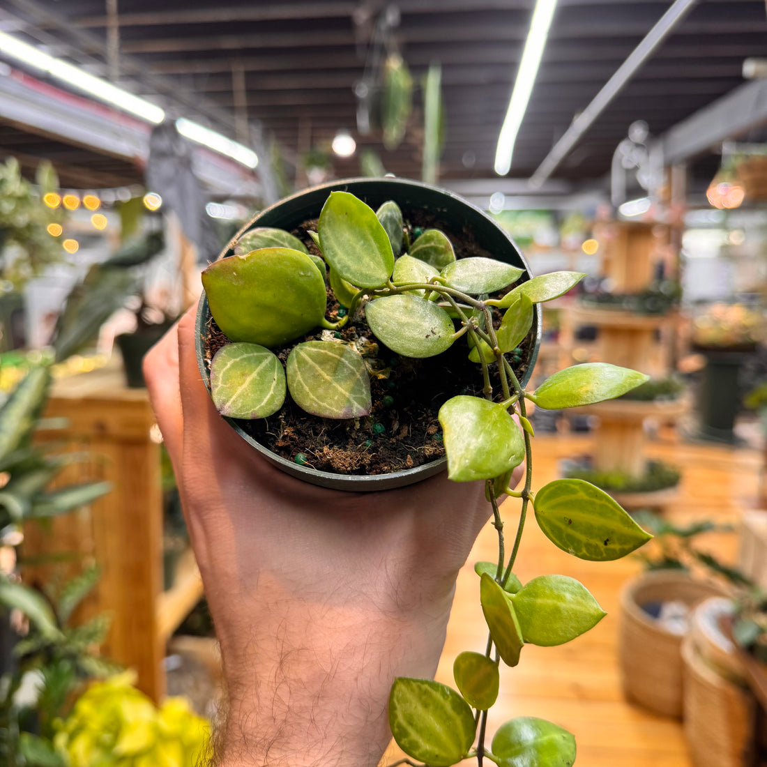 Dischidia Ovata Watermelon