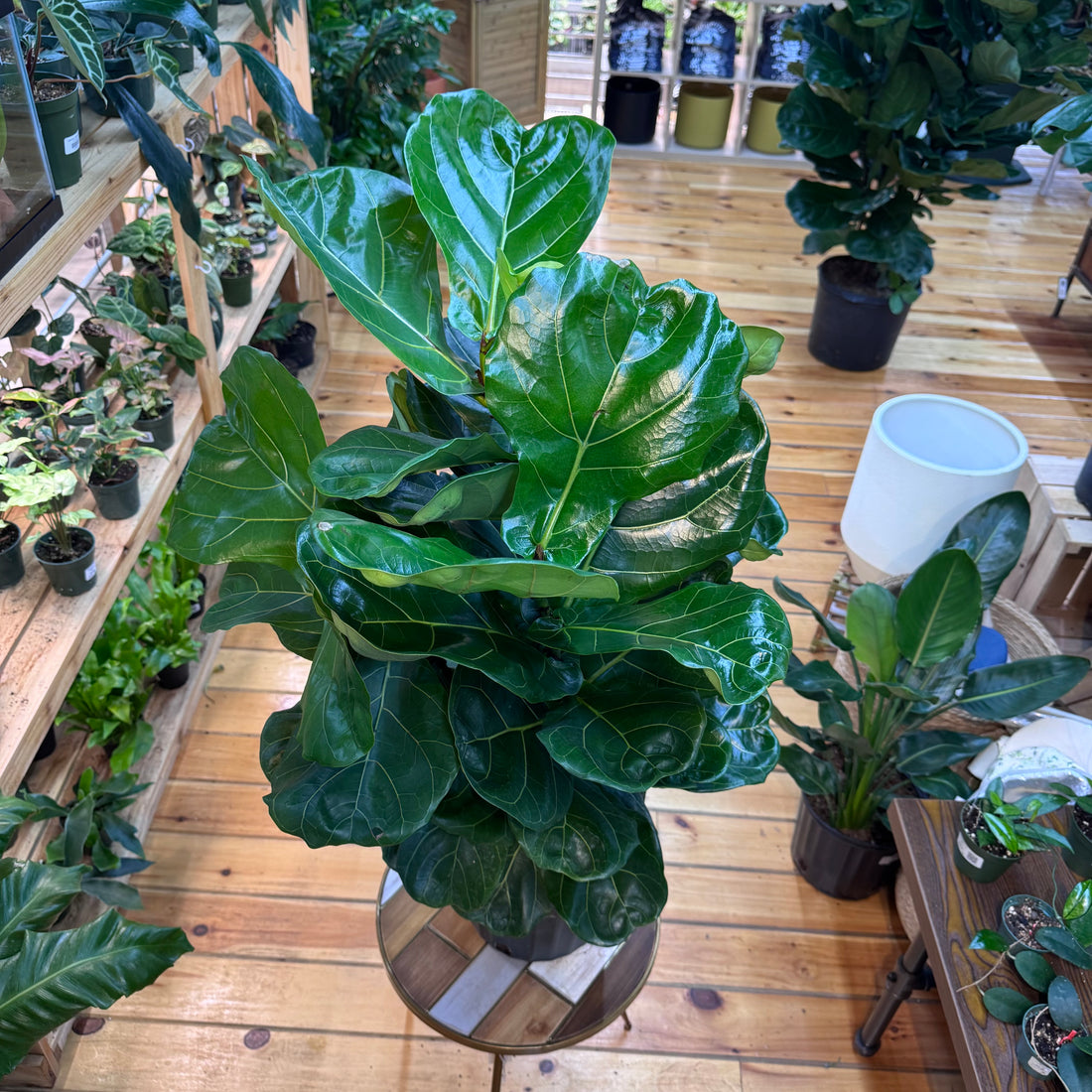 Ficus Lyrata ‘Fiddle Leaf Fig’ Bush
