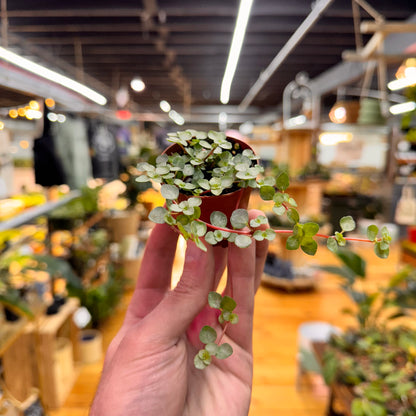 Nettle Silver Baby Tears