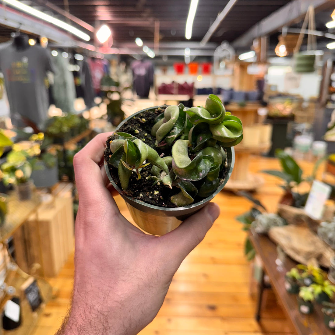 Hoya Rope