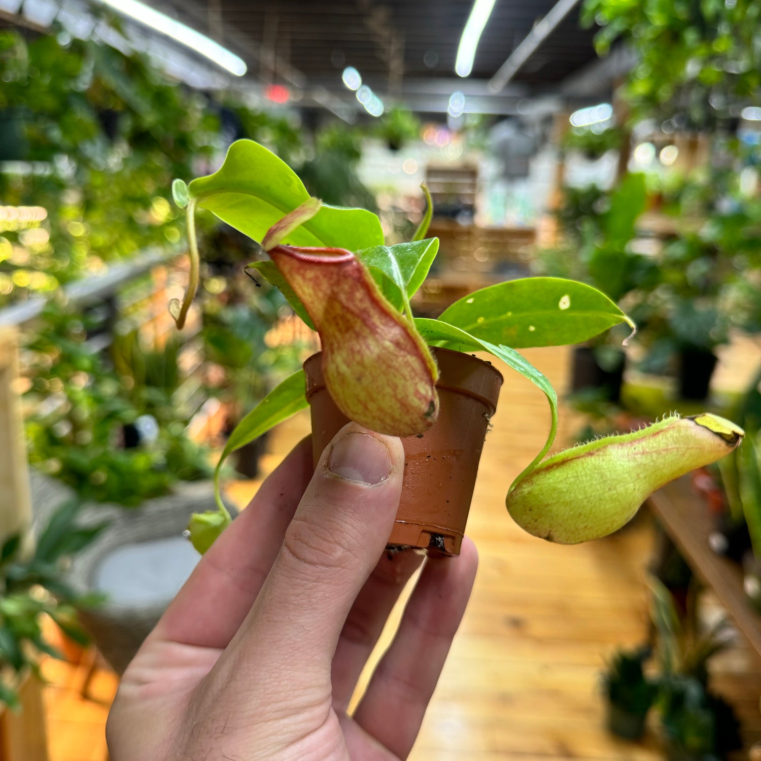 Nepenthes Gaya