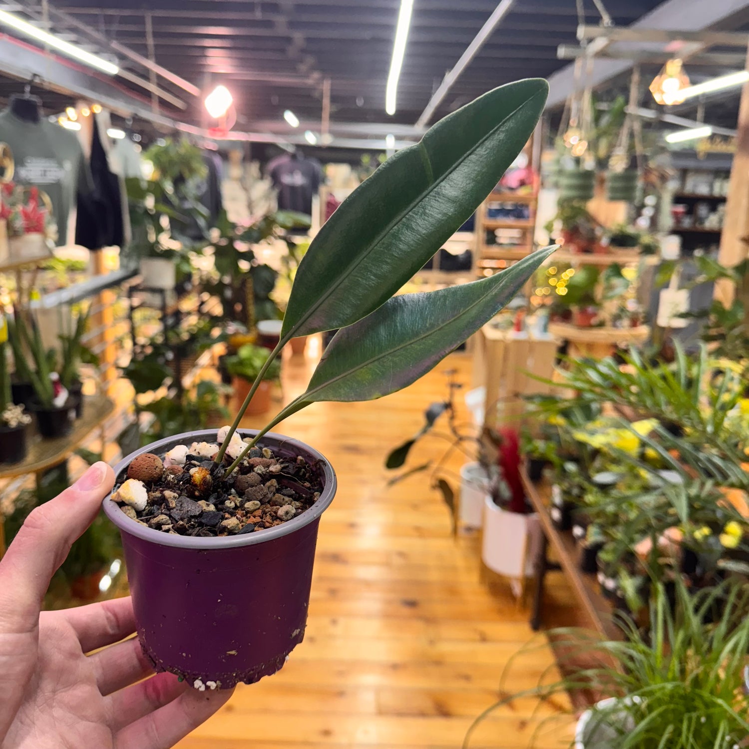 Elaphoglossum Metallicum