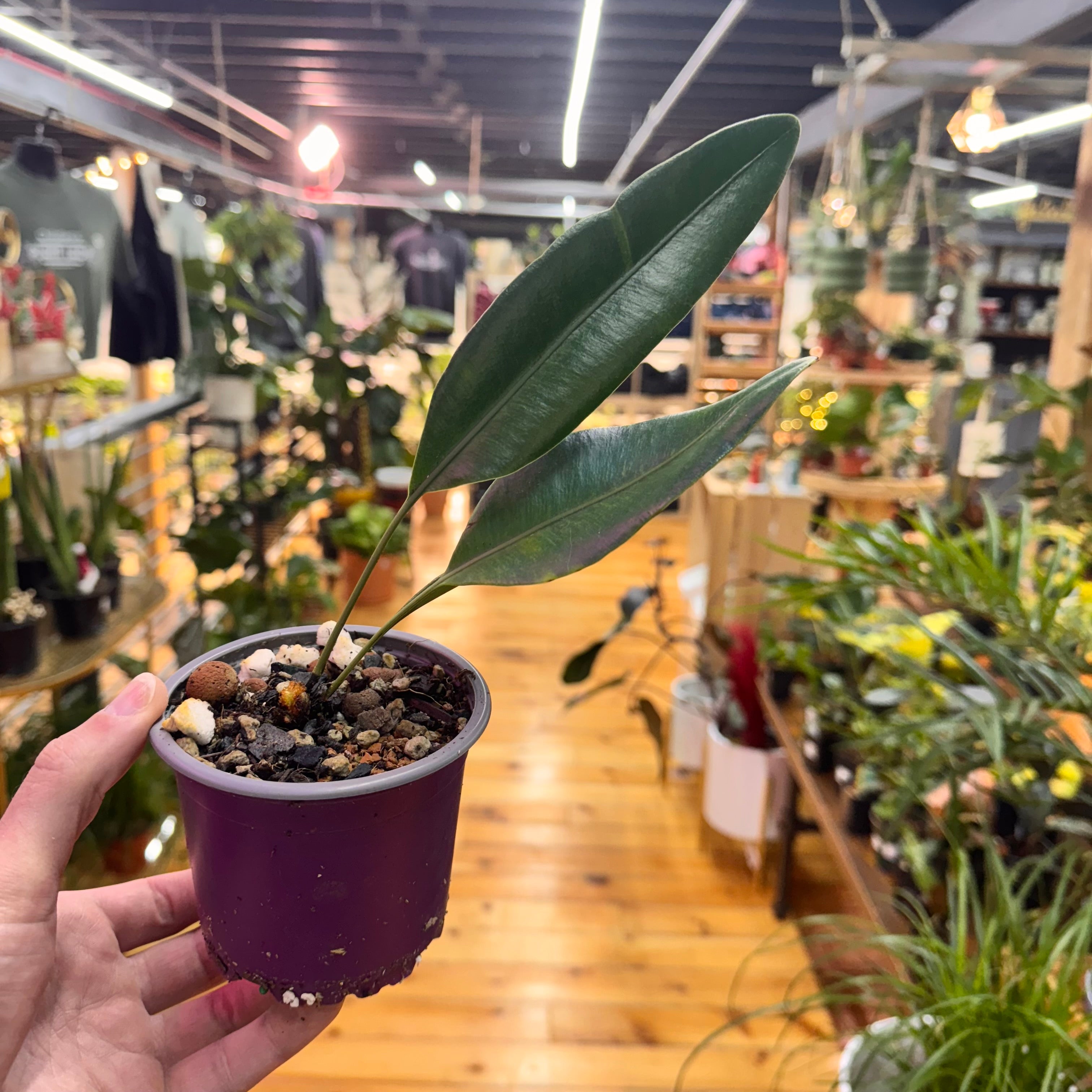 Elaphoglossum Metallicum