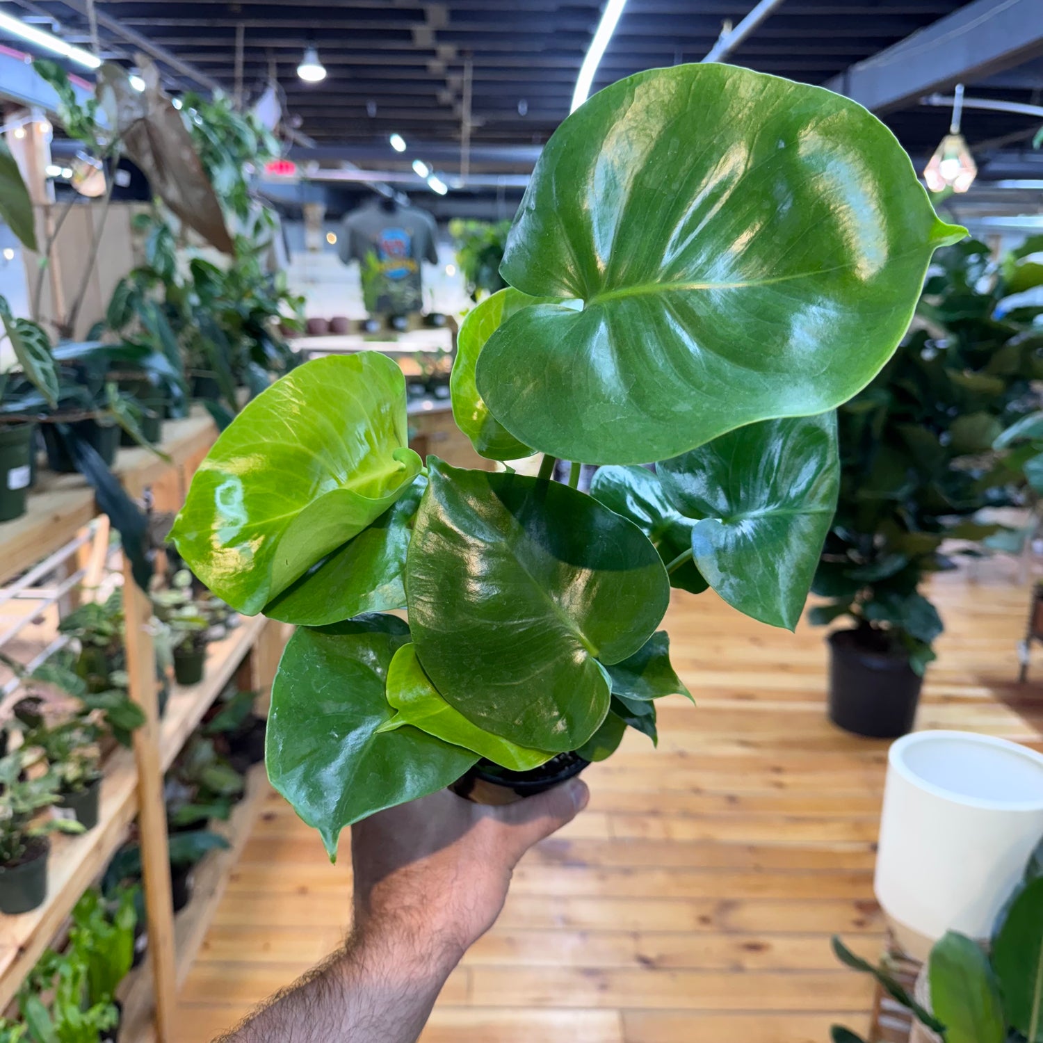 Monstera Deliciosa