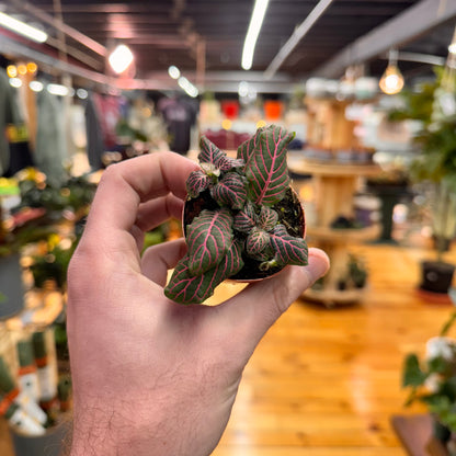 Fittonia &